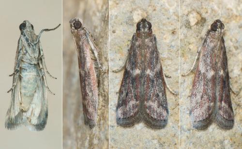 Cryptoblabes gnidiella